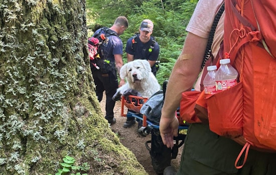 Cannon Beach Fire District Rescues Injured Great Pyrenees on Saddle Mountain Trail