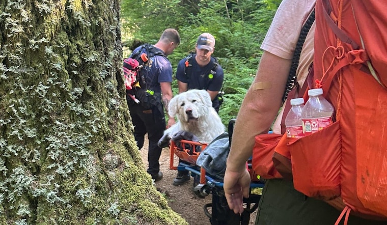 Cannon Beach Fire District Rescues Injured Great Pyrenees on Saddle Mountain Trail