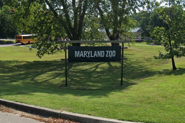Cherished Newborn Chimpanzee at Baltimore's Maryland Zoo to Be Named by the Public Amidst Conservation Efforts