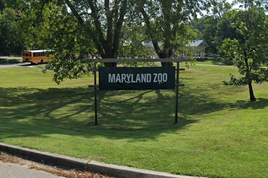 Cherished Newborn Chimpanzee at Baltimore's Maryland Zoo to Be Named by the Public Amidst Conservation Efforts