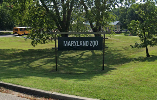 Cherished Newborn Chimpanzee at Baltimore's Maryland Zoo to Be Named by the Public Amidst Conservation Efforts