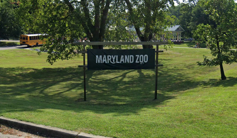 Cherished Newborn Chimpanzee at Baltimore's Maryland Zoo to Be Named by the Public Amidst Conservation Efforts