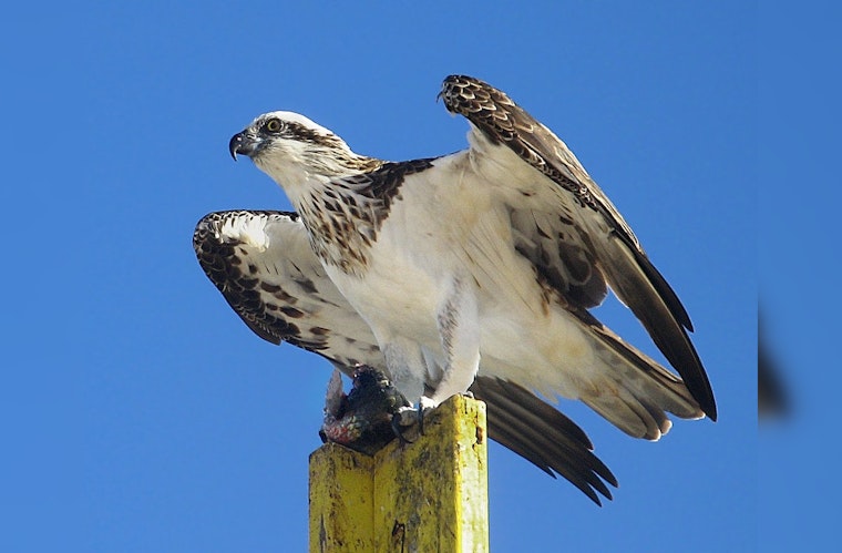 Chicago's Conservation Success, Ospreys Flourishing in Cook County as Environmental Efforts Soar