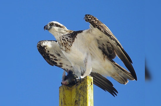 Chicago's Conservation Success, Ospreys Flourishing in Cook County as Environmental Efforts Soar