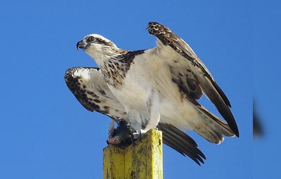 Chicago's Conservation Success, Ospreys Flourishing in Cook County as Environmental Efforts Soar