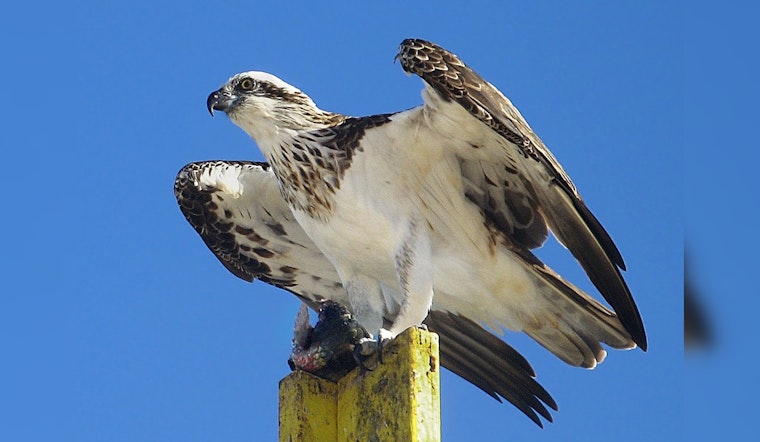 Chicago's Conservation Success, Ospreys Flourishing in Cook County as Environmental Efforts Soar