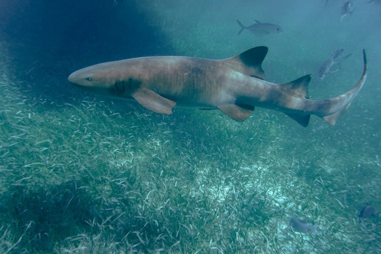 Child Sustains Minor Injuries from Nurse Shark Bite Near Key Biscayne