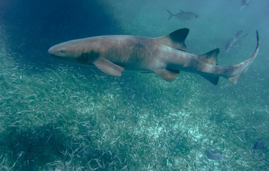 Child Sustains Minor Injuries from Nurse Shark Bite Near Key Biscayne