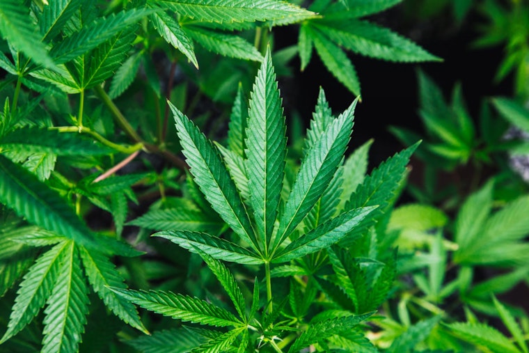 Clark County Reflects on a Decade of Legal Marijuana as Fears Subside, Commerce Thrives