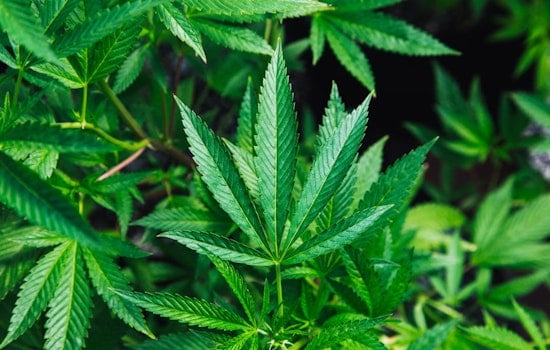 Clark County Reflects on a Decade of Legal Marijuana as Fears Subside, Commerce Thrives