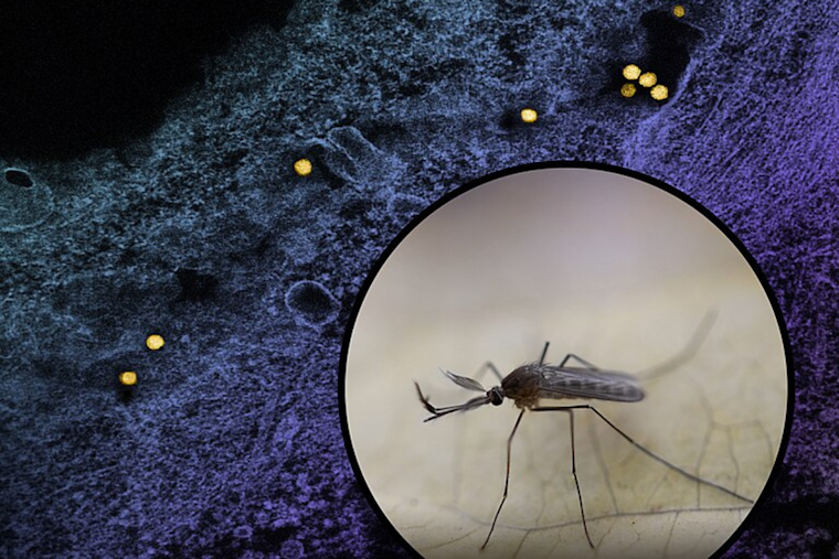 Denton County Initiates Mosquito Fogging After West Nile Virus Detected Near Argyle and Copper Canyon