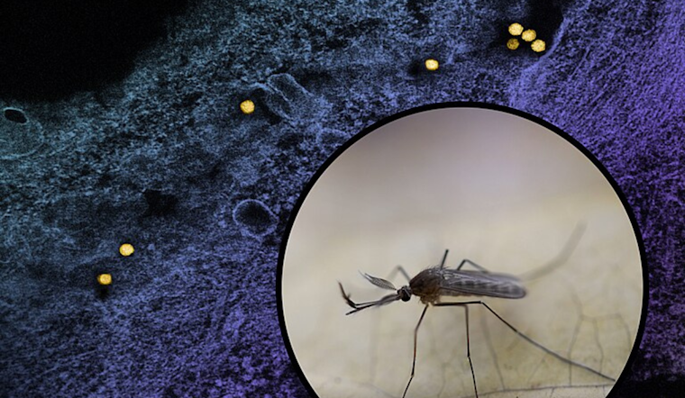 Denton County Initiates Mosquito Fogging After West Nile Virus Detected Near Argyle and Copper Canyon