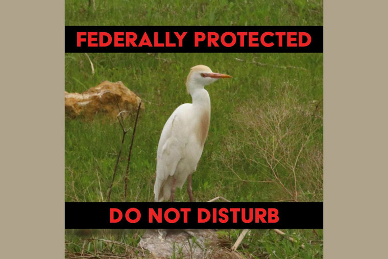DeSoto Residents Urged to Maintain Property as Cattle Egrets Nest, City Offers Guidance for Coexistence