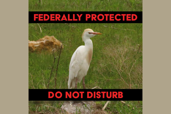 DeSoto Residents Urged to Maintain Property as Cattle Egrets Nest, City Offers Guidance for Coexistence