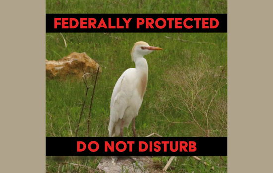 DeSoto Residents Urged to Maintain Property as Cattle Egrets Nest, City Offers Guidance for Coexistence