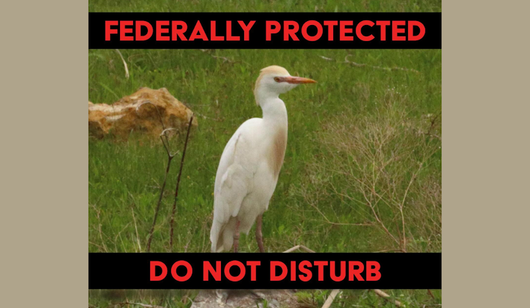 DeSoto Residents Urged to Maintain Property as Cattle Egrets Nest, City Offers Guidance for Coexistence