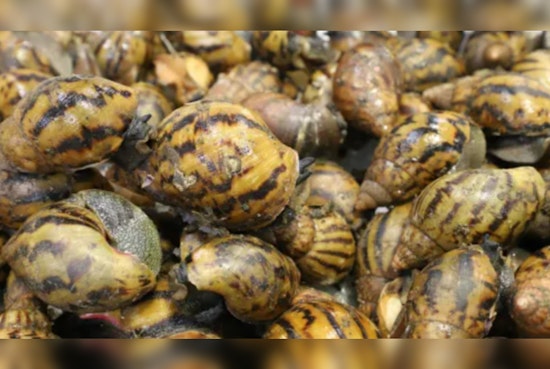 Detroit Airport Customs Seize 90 Giant African Snails, Passenger's Luggage Reveals Invasive Species