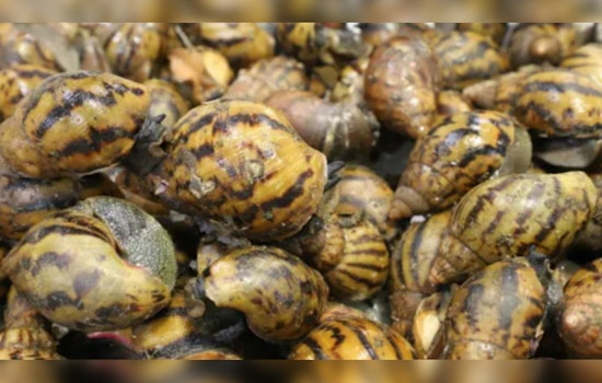 Detroit Airport Customs Seize 90 Giant African Snails, Passenger's Luggage Reveals Invasive Species