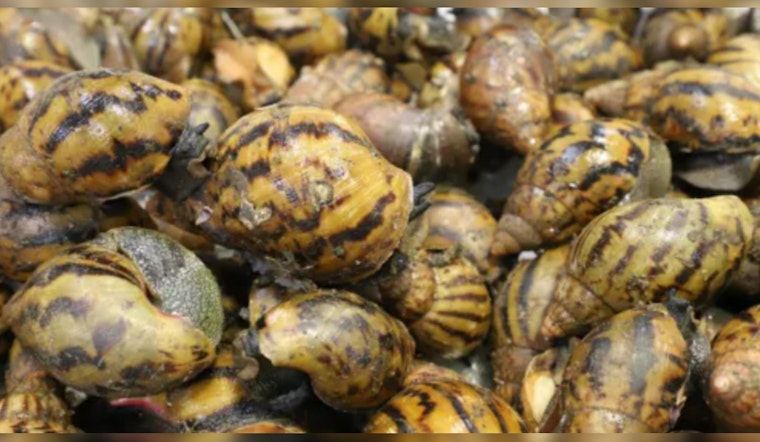Detroit Airport Customs Seize 90 Giant African Snails, Passenger's Luggage Reveals Invasive Species