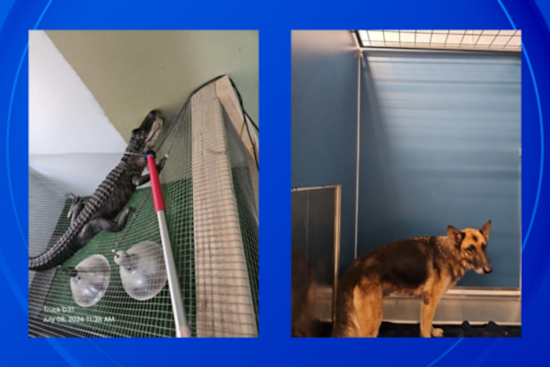 Detroit Police Discover Deceased Resident, an Underfed Dog, and a Near Four-Foot Alligator in East Side Home