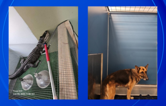 Detroit Police Discover Deceased Resident, an Underfed Dog, and a Near Four-Foot Alligator in East Side Home