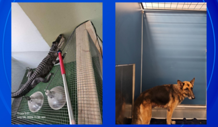 Detroit Police Discover Deceased Resident, an Underfed Dog, and a Near Four-Foot Alligator in East Side Home