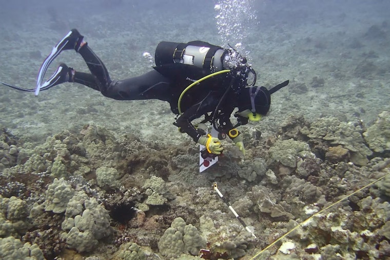 DLNR Investigates Boat Anchor Impact on Coral Reef in Kewalo Basin as Biologists Take Action for Restoration