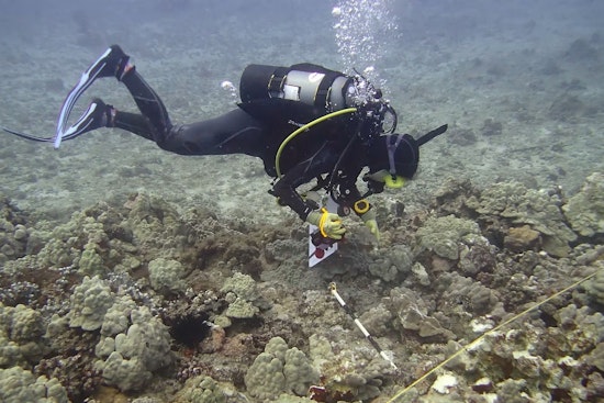 DLNR Investigates Boat Anchor Impact on Coral Reef in Kewalo Basin as Biologists Take Action for Restoration