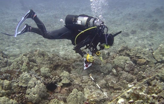 DLNR Investigates Boat Anchor Impact on Coral Reef in Kewalo Basin as Biologists Take Action for Restoration