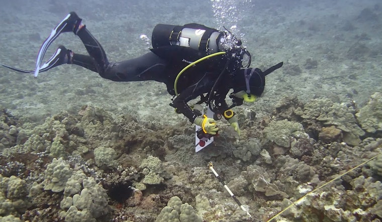 DLNR Investigates Boat Anchor Impact on Coral Reef in Kewalo Basin as Biologists Take Action for Restoration