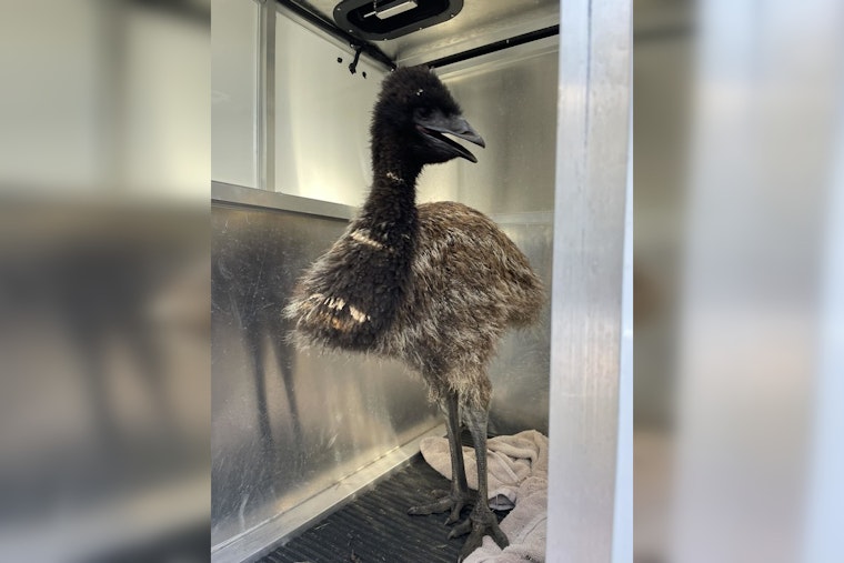 'Doug' the Emu Returns Home After Surprise Stroll in Leander Neighborhood