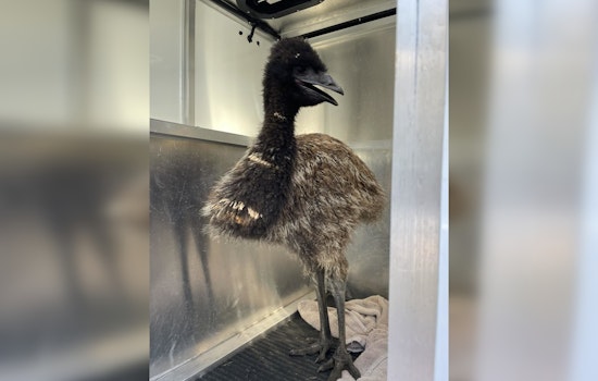 'Doug' the Emu Returns Home After Surprise Stroll in Leander Neighborhood
