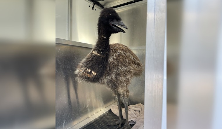 'Doug' the Emu Returns Home After Surprise Stroll in Leander Neighborhood