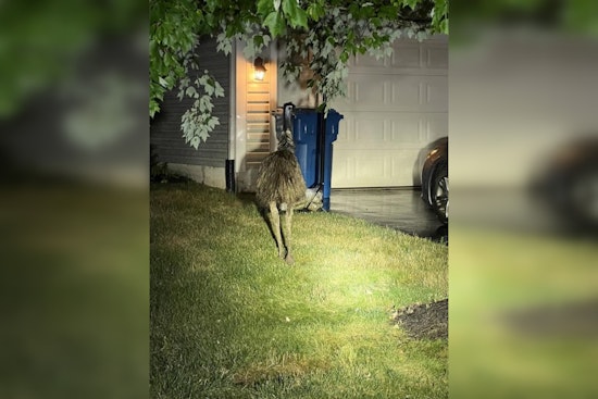 Emu Escapade in Newtown Township Ends with Safe Reunion with Owner