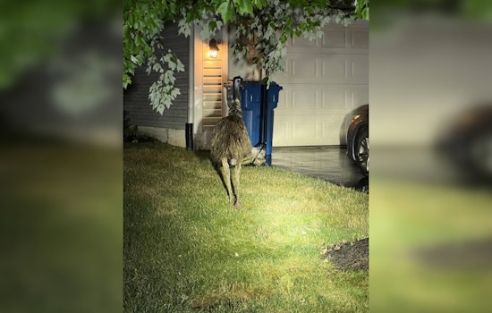 Emu Escapade in Newtown Township Ends with Safe Reunion with Owner