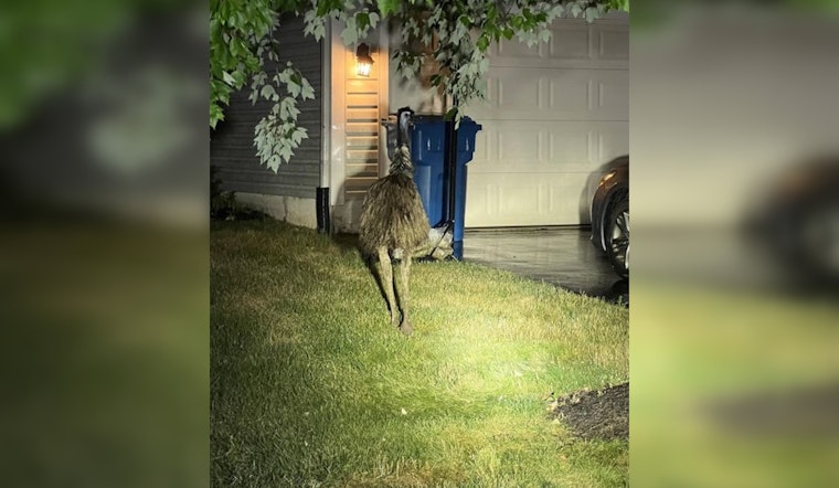 Emu Escapade in Newtown Township Ends with Safe Reunion with Owner