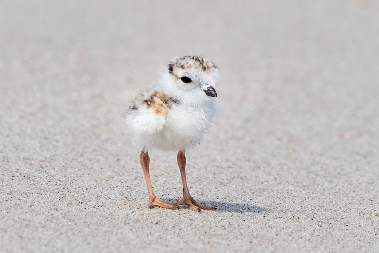 Endangered Piping Plover Chick Named 'Nagamo' Thrives at Chicago's Montrose Beach Dunes