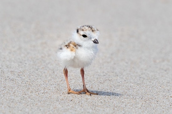 Endangered Piping Plover Chick Named 'Nagamo' Thrives at Chicago's Montrose Beach Dunes