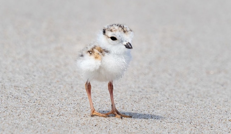 Endangered Piping Plover Chick Named 'Nagamo' Thrives at Chicago's Montrose Beach Dunes