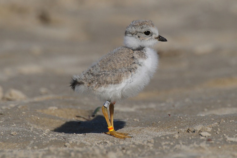 Endangered Piping Plover Population Faces Setback With Only One Chick Remaining at Chicago's Montrose Beach