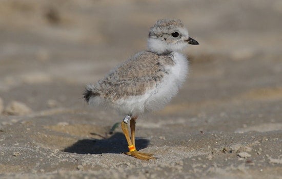 Endangered Piping Plover Population Faces Setback With Only One Chick Remaining at Chicago's Montrose Beach