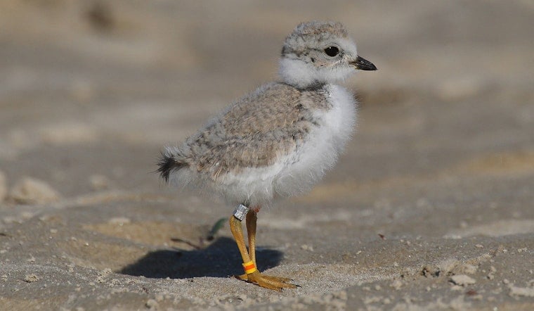 Endangered Piping Plover Population Faces Setback With Only One Chick Remaining at Chicago's Montrose Beach