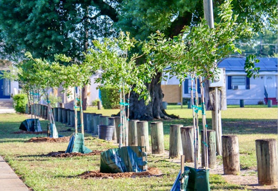 Environmental Groups and Tampa's Green Team Unite for Tree Planting Event to Tackle Air Pollution