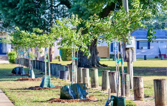 Environmental Groups and Tampa's Green Team Unite for Tree Planting Event to Tackle Air Pollution