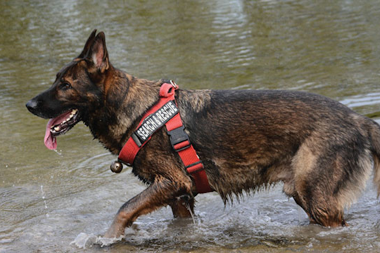 Euless Children to Learn from K9 Heroes at Local Library's Summer Programming