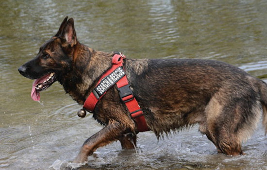Euless Children to Learn from K9 Heroes at Local Library's Summer Programming