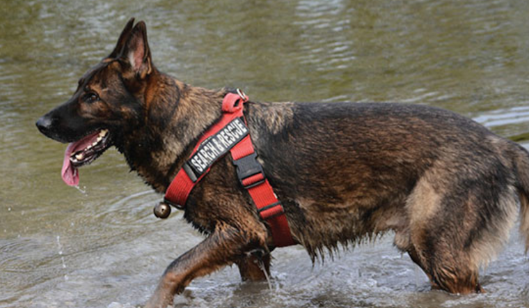 Euless Children to Learn from K9 Heroes at Local Library's Summer Programming