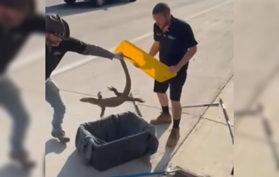 Exotic Nile Monitor Lizard Rescued from Storm Drain Alongside Loop 101 in North Phoenix