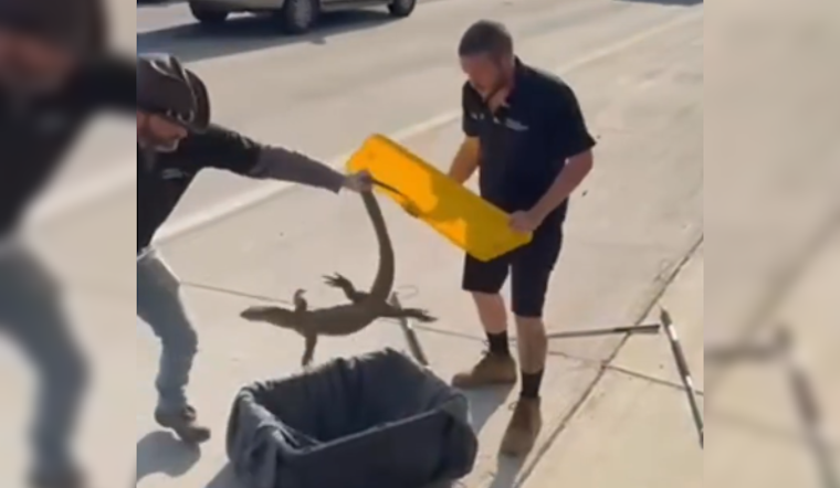 Exotic Nile Monitor Lizard Rescued from Storm Drain Alongside Loop 101 in North Phoenix