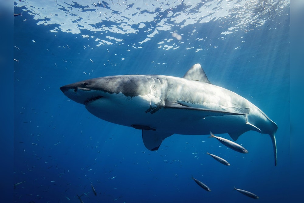 Expert Shares Shark Safety Tips Amid Sightings on Florida Gulf Coast